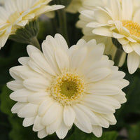 Ornamental White Gerbera Vanilla flowering plant