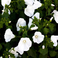 White Lavatera in cottage-style garden