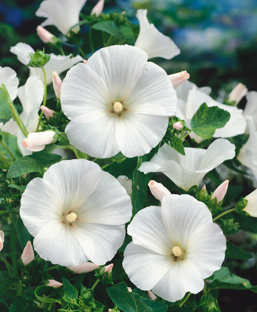 White Lavatera flower seeds for planting