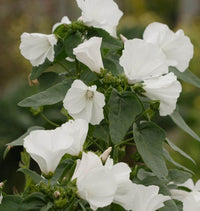 High germination White Lavatera flower seeds