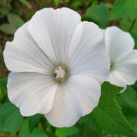 Ornamental White Lavatera flowering plant