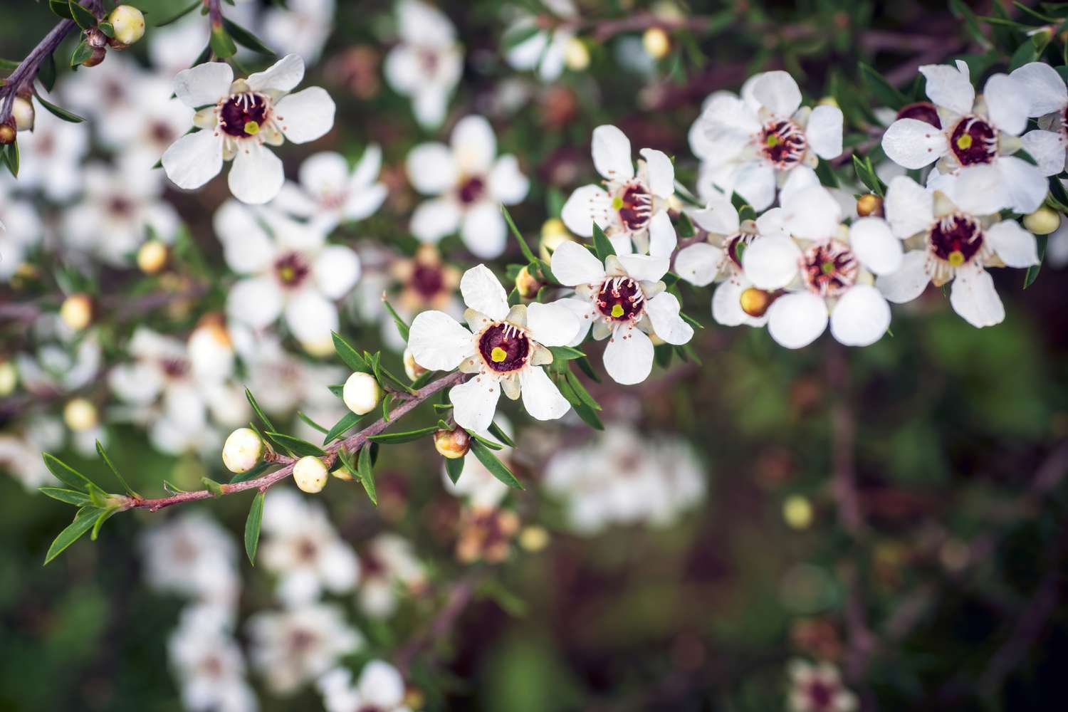 High germination White Leptospermum Scoparium seeds