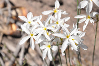 Non GMO White Leucocoryne seeds