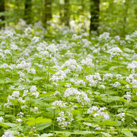 White Lunaria flower seeds for planting