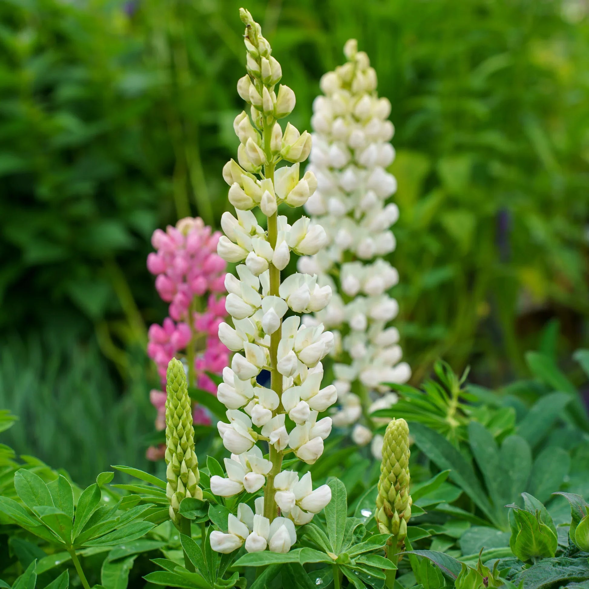Non GMO White Lupine flower seeds