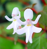 White Man Orchid indoor potted plant