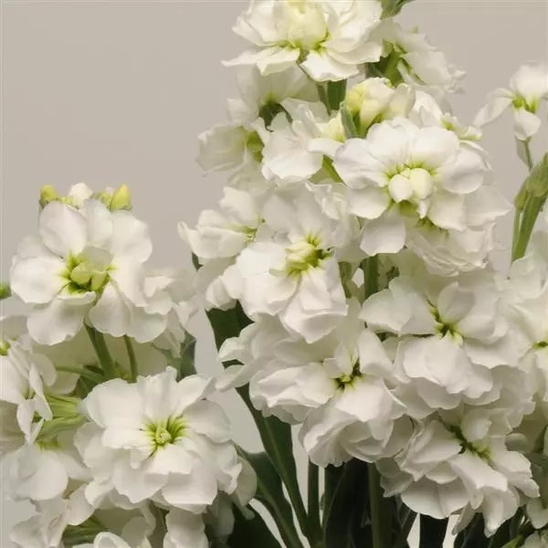 Fragrant White Matthiola flowers