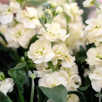 Ornamental White Matthiola Incana flowering plant