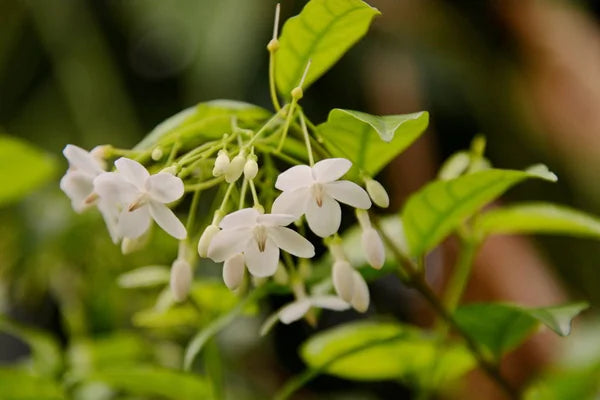 Ornamental White Mok seeds for gardens