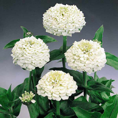 100 Pcs