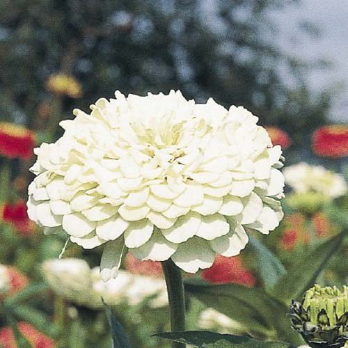 Non GMO White Oklahoma flower seeds