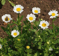 Non GMO White Paludosum seeds