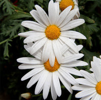 White Paludosum flower seeds for planting