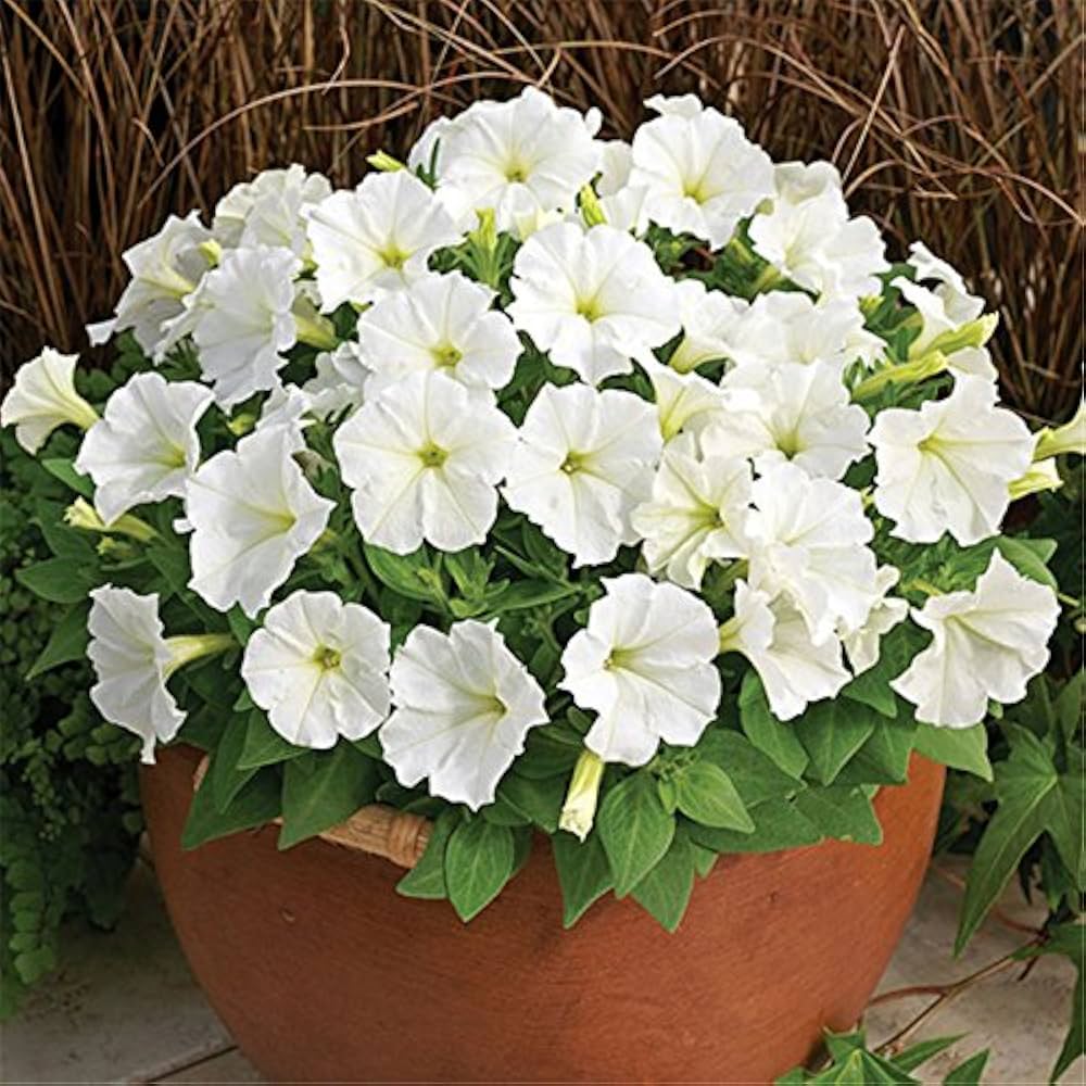 Ornamental White Petunia seeds for gardens