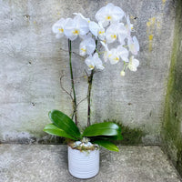 High germination White Phalaenopsis Orchid seeds