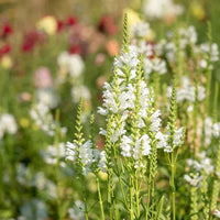 Pollinators visiting white Physostegia flowers
