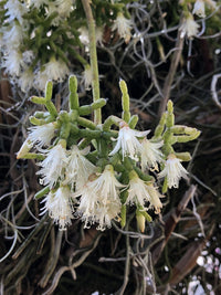 Non-GMO Pilocarpa seeds