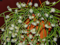 Ornamental Pilocarpa shrub with white blooms