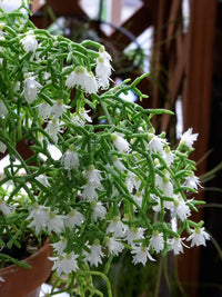 White Pilocarpa flower seeds for planting