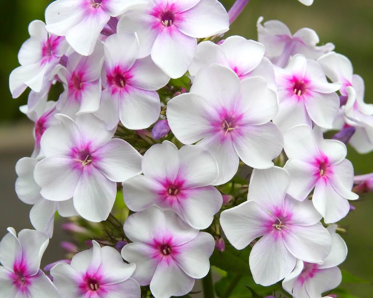 Ornamental White Pink Nora Leigh flowering plant