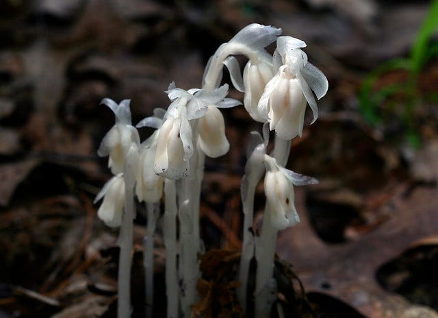 White Pipe Flower seeds for planting