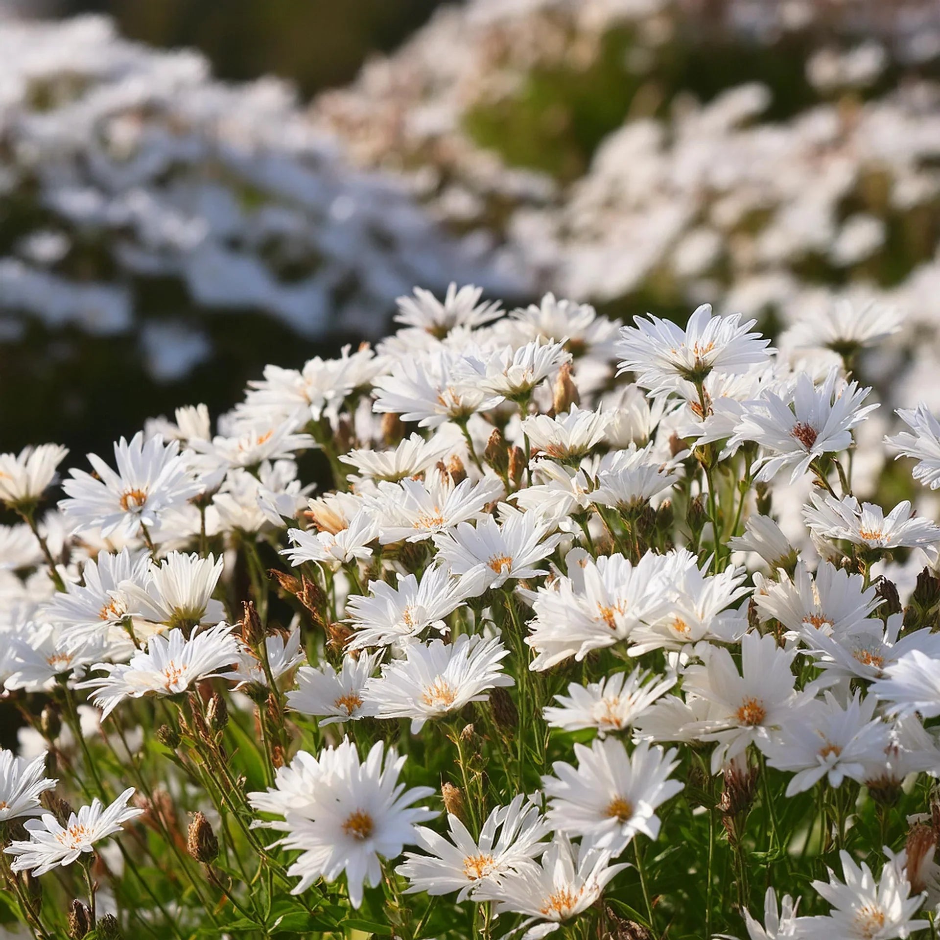 Non GMO White Ptarmic flower seeds