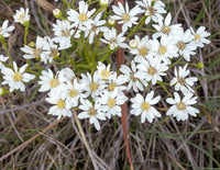 Ornamental White Ptarmic seeds for gardens