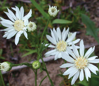 White Ptarmic Flower seeds for planting