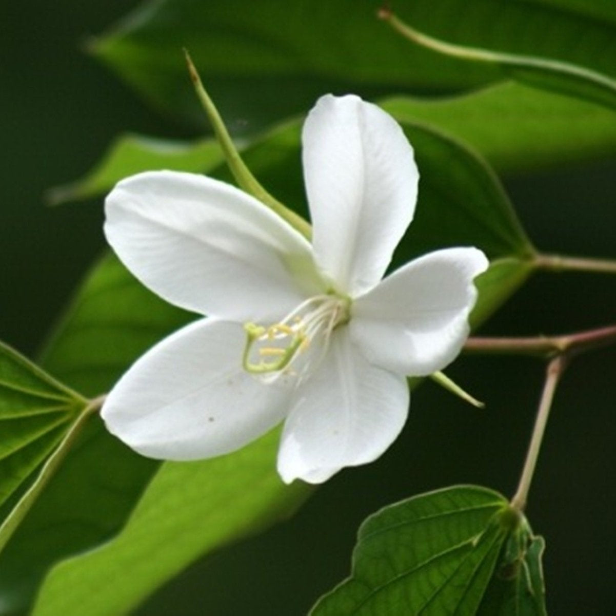 Elegant White Racemosa flower blooms