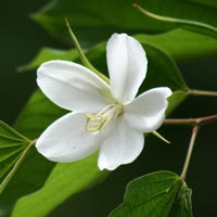 Elegant White Racemosa flower blooms