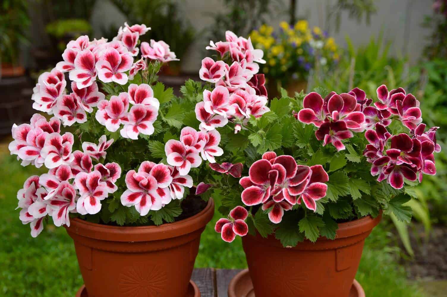 Ornamental White and Red Geranium flowering plant