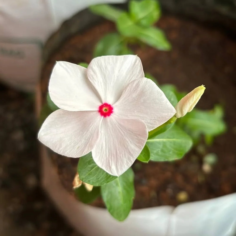 White Vinca Flower Seeds for Planting  Ideal for Lush Gardens and Vibrant Landscapes