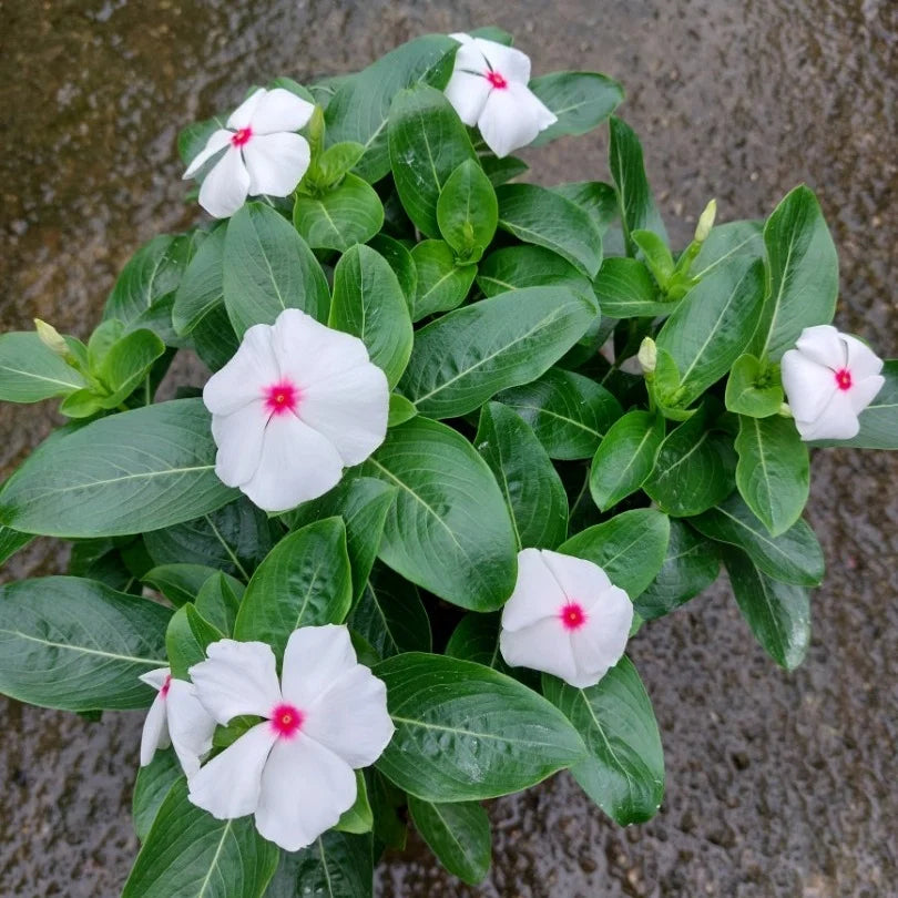 White Vinca Flower Seeds for Planting  Ideal for Lush Gardens and Vibrant Landscapes