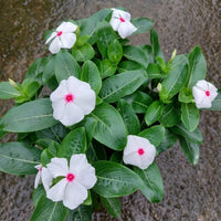 White Vinca Flower Seeds for Planting  Ideal for Lush Gardens and Vibrant Landscapes