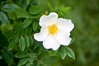 Non GMO White Rosa Canina seeds