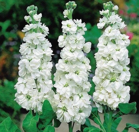 Non GMO White Scented Stock seeds