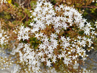Non GMO White Sedum Acre seeds