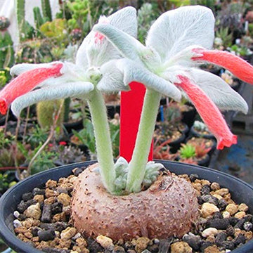 White Sinningia Leucotricha plant seeds for planting