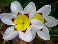 Non-GMO Sparaxis Tricolor seeds