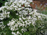 Ornamental White Valeriana flowering plant