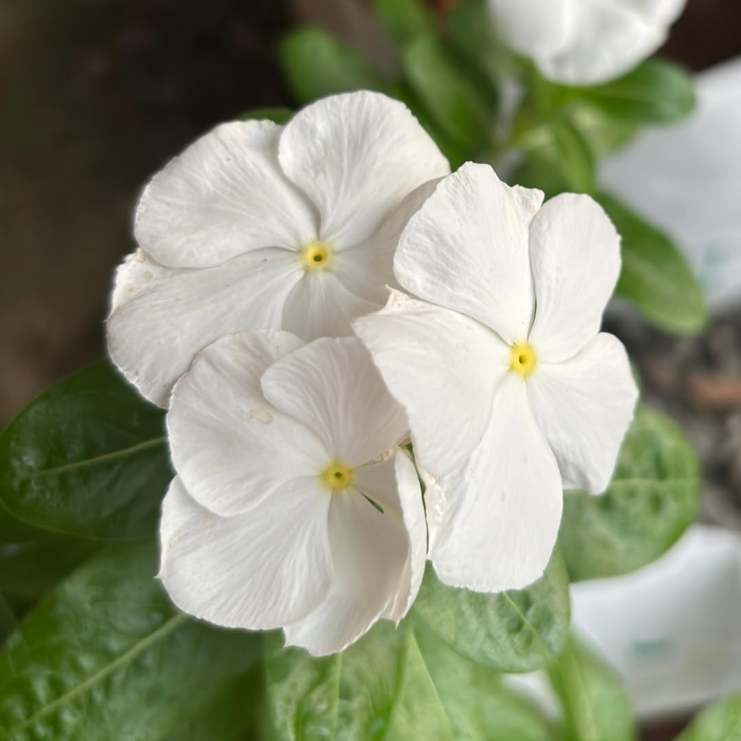 Non-GMO White Vinca Rosea seeds