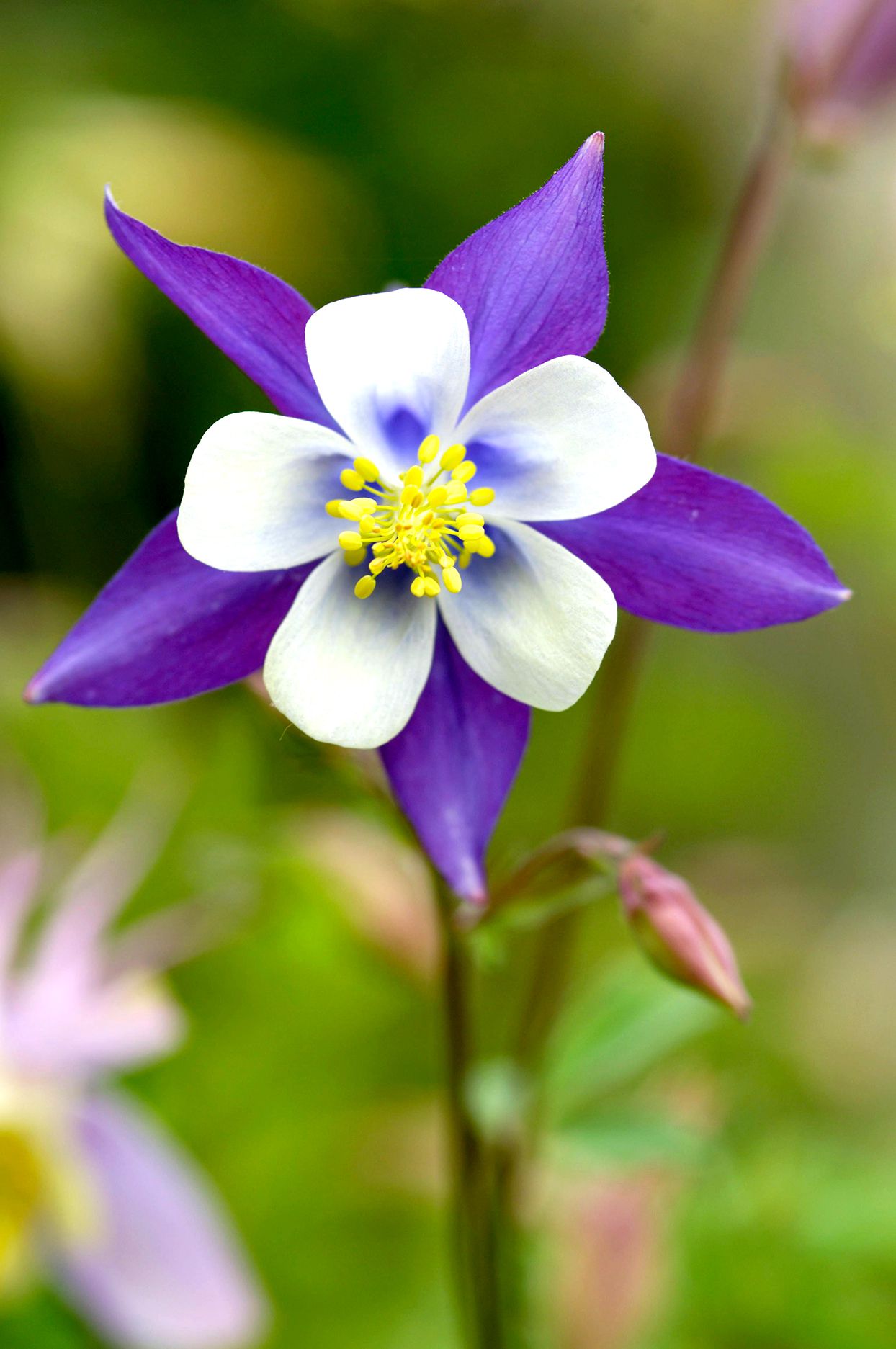 White and violet Aquilegia columbine seeds for planting