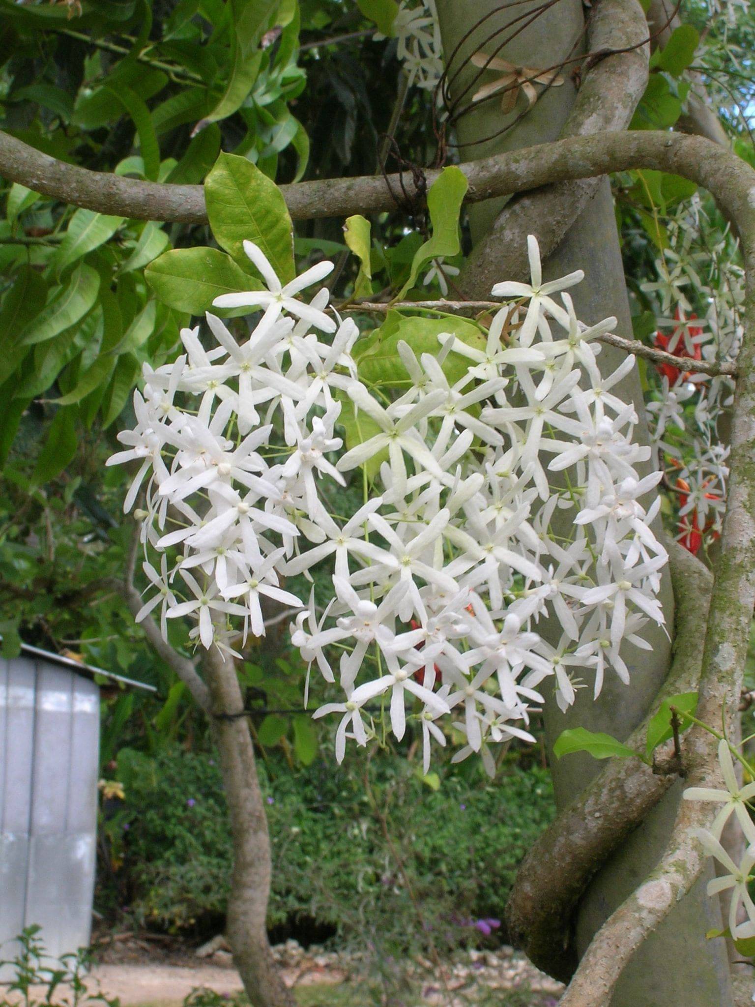 Ornamental White Volkensii seeds for gardens