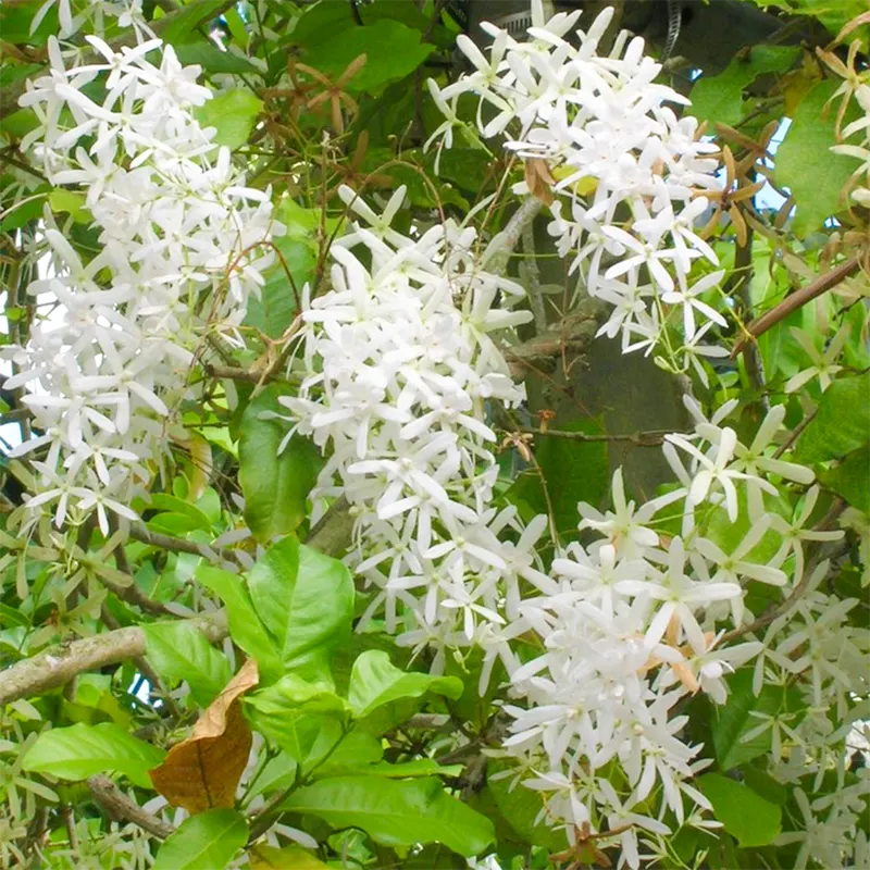 White Volkensii Flower seeds for planting