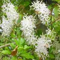 White Volkensii Flower seeds for planting
