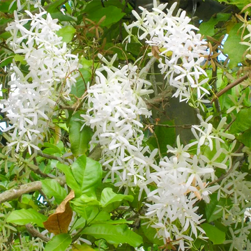 White Volkensii Flower seeds for planting