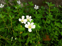 Non GMO White Waterhyssop seeds