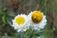 Non-GMO White Winged flower seeds