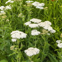 White Yarrow Flower seeds for Planting - Hardy Variety, Heirloom & GMO Free Seeds for Home Garden