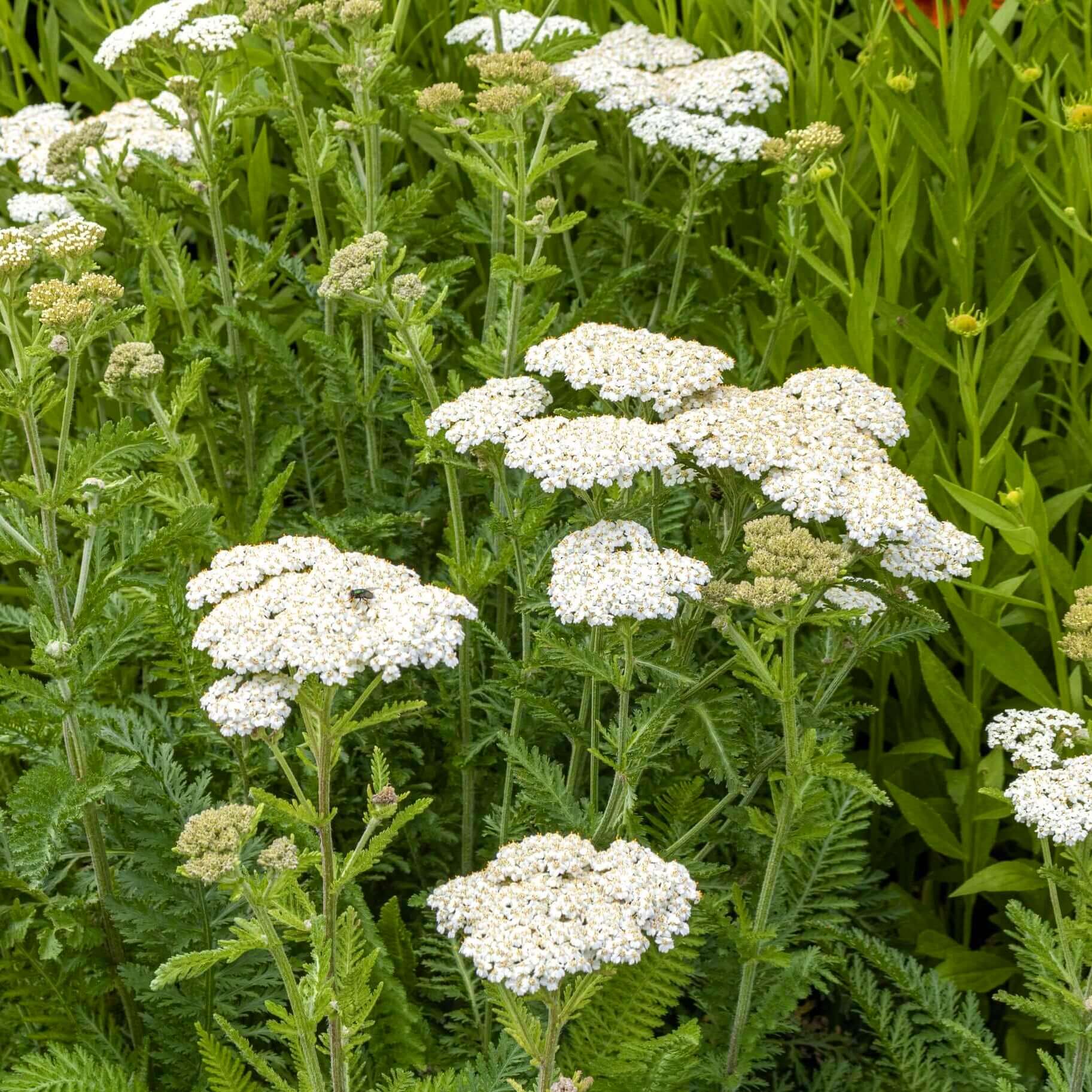 White Achillea Flower seeds for Planting Compact Growth Heirloom & GMO Free Seeds for Home Garden 
 
 Sale